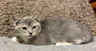 Leveransklara kattungar söker nya kärleksfulla hem