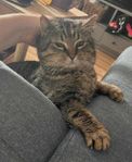 Katt Martin