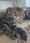 Katt Toffix