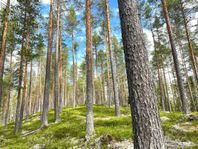 Rejäl skogsegendom i Västra Dalarna