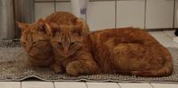 Busiga katterna Sven och Sixten söker hem tillsammans