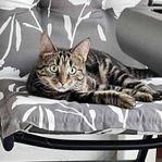 Zoe – liten panter med stor personlighet!