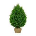 Premium Thuja, Häckväxter, Prydnadsträd & Smidesgrindar 🌳