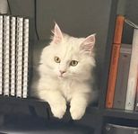 Katt Stewie