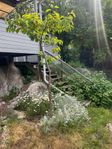 Bostad uthyres i Saltsjö-boo - 2 rum, 32m²