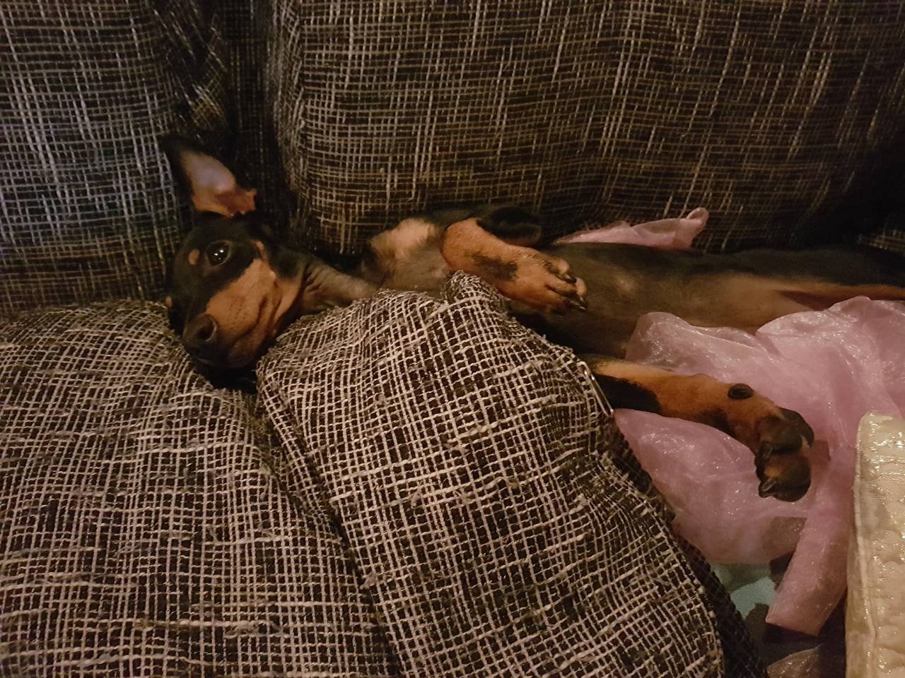 Toy Terrier - 3,5 kg fin tik ...