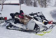 Skidoo Freeride 800 146"