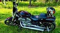 Harley-davidson v-rod muscle