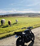 Triumph t120 black Scrambler