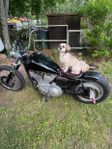 Sporster 