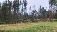Skogsentreprenad i Stenungsund med omnejd.