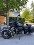 Indian Dark Horse