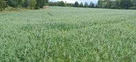 Helsäds Ensilage