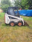 bobcat