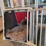 Hundbur,  testad-krocksäker mellanstor 