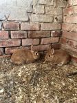 2 kaniner