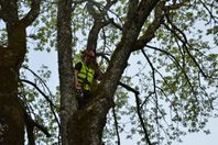 Trädfällning och Bortforsling