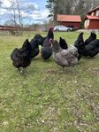 Australorp avelsägg 