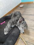 chinese crested dog powderpuff SKK