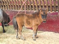 Minishetland hingst 1 år