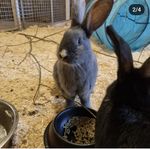 kaniner olika raser, vuxna och ungar