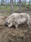 mangalitsa galt