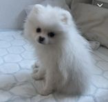 Pomeranian