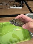 vattensköldpaddor