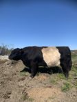 Belted galloway tjur