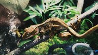 2st Crested Gecko