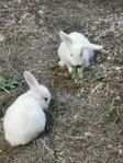 2 kaninungar, hanar