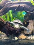 Sköldpadda Graptemys ouachitensis bortskänkes