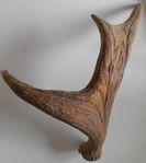 Naturligt  älghorn  39cm Natural elk horn 