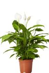 Fredskalla, spathiphyllum