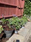 Trädgårdsväxter: rabarber, jordgubbar och tomatplantor 