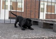 Cane Corso Valpar