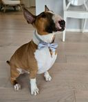 Miniatyrbullterrier 