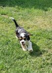 Amerikansk cocker spaniel 