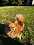 pomeranian