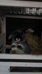 Kanin (mini lop) och modern kaninbur i 2 våningar