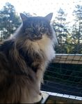 kastrerad 5årig MaineCoon hona