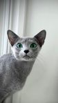 Russian Blue hona