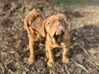 Dogue de Bordeaux valpar 