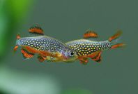 Rasbora Galaxy