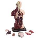 Human Torso - Anatomimodell 27 cm hög i orginalförpackning
