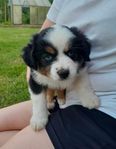 Miniature american shepherd  Valpar