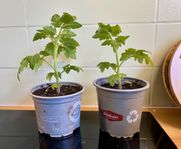 Tomatplantor