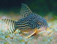 Corydoras sterbai fin lek grupp 15st