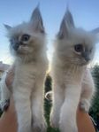 kattungar Ragdoll/Helig Birma