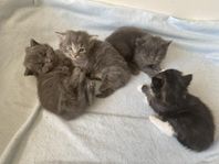 4 bedårande kattungar
